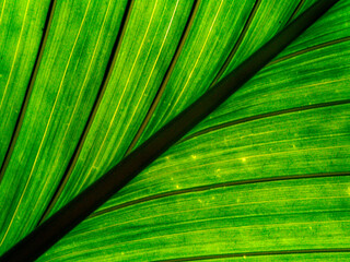 Vibrant green lines fan out across the surface of a large leaf, creating a symmetrical pattern. The contrasting shades of green highlight the leaf's natural texture and intricate details.