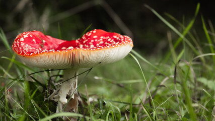 Deep red toadstool, Fly Agaric, Amanita Muscaria, growing on dark forest ground surrounded by...