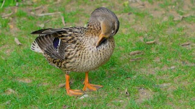 Duck preening feathers in lush green park during sunny afternoon