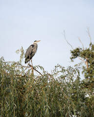 great blue heron ardea cinerea sitting on a willow tree observing surroundings, Germany, Europe