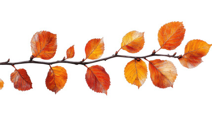 Fototapeta premium Autumnal Branch with Vivid Leaves