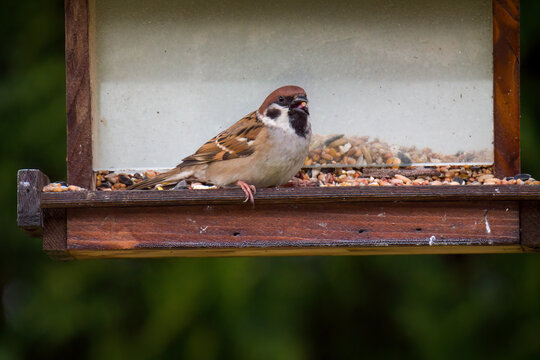 a field sparrow, passer montanus, perched on a bird feeder at a spring day