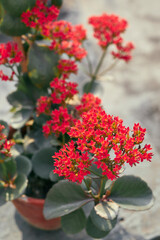 Naklejka premium vibrant red flower bouquet of Kalanchoe blossfeldiana (Madagascar widow's-thrill), an evergreen houseplant native to Madagascar. A tropical succulent plant with oval-shaped, scallop-edged leaves.