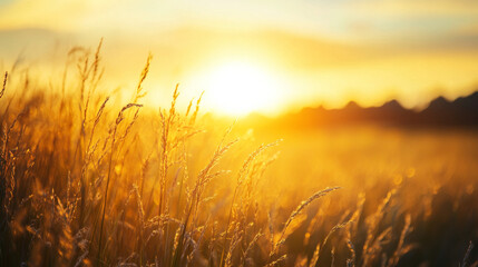 Obraz premium A picturesque countryside panorama showcasing wild grasses bathed in warm sunset light, highlighting the beauty of nature