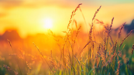 Naklejka premium A picturesque countryside panorama showcasing wild grasses bathed in warm sunset light, highlighting the beauty of nature