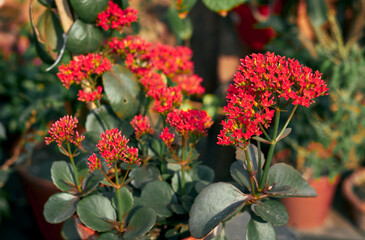 vibrant red flower bouquet of Kalanchoe blossfeldiana (Madagascar widow's-thrill), an evergreen houseplant native to Madagascar. A tropical succulent plant with oval-shaped, scallop-edged leaves.