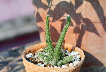 Peanut cactus (Echinopsis chamaecereus), a succulent cactus plant native to northwestern Argentina and Bolivia. Covered with white spines that are soft and not prickly.