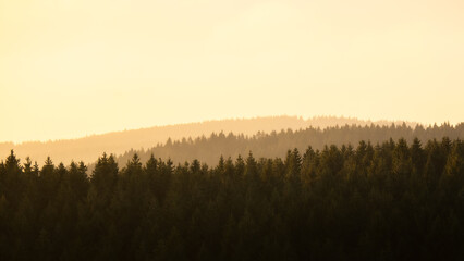 Golden sunset light over conifer forest in Harz mountains