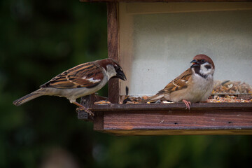 Naklejka premium eurasian tree sparrow and a house sparrow on a bird feeder at a spring day