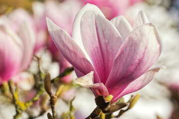 Blühender Magnolienbaum im Frühjahr