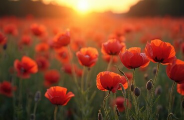 Fototapeta premium Vibrant poppy meadow under warm summer sunset. Blossoming red flowers in a field at dusk. Golden hour sunlight illuminates poppy blooms. Beautiful nature scenery ideal for backgrounds, cards.