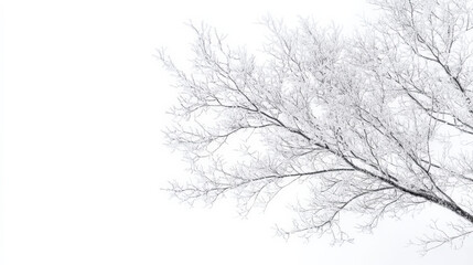 Frosted Branches Against a White Background