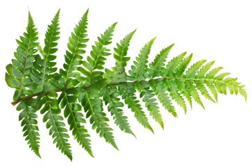 PNG Fern leaf plant isolated illustration.