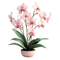 Pink Orchid Plant in White Pot Isolated on Transparent Background