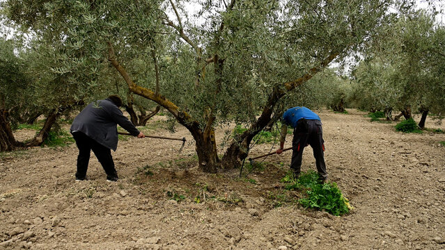 Workers cultivating olive grove soil