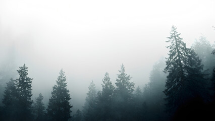 Obraz premium Misty landscape with fir forest in hipster vintage retro style