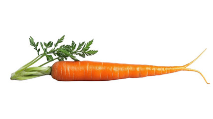 Fresh Carrot with Green Tops