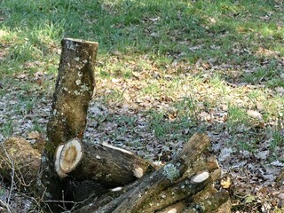 La Neuville Au Pont, March 2025:hiking in the Argonne and Ardennes forests, surrounded by trees and nature - stere of wood on standby