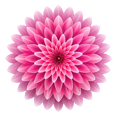 pink dahlia isolated on white