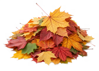 Piles of Leaves isolated on a transparent background.