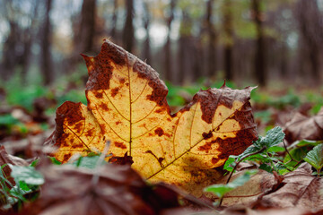 Bright Maple Leaf Resting on Autumn Forest Floor