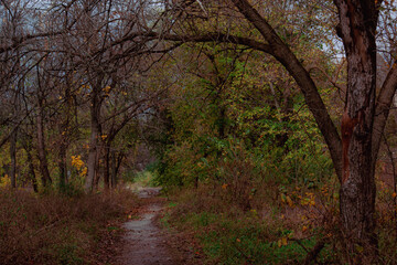 Fototapeta premium Dark Branches and Colorful Foliage Along Forest Walk 