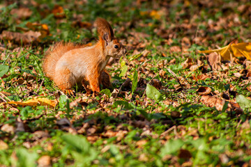 Autumn red squirrel exploring colorful forest floor