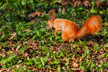 Fluffy squirrel standing alert on fallen leaves
