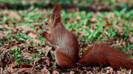 Autumn wildlife moment with standing red squirrel