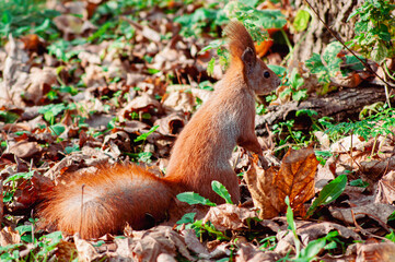 Bright squirrel in warm autumn forest light