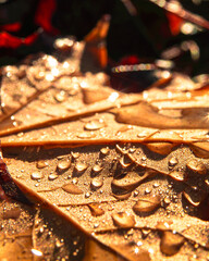 Water Droplets Sparkling on Fallen Autumn Leaf