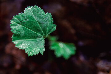 Single Leaf with Water Droplets on Dark Autumn Background 