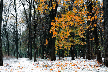 Trees Between Seasons - Snow and Leaves