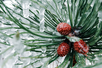 Frozen Tiny Pine Cones Captured in Ice and Greenery