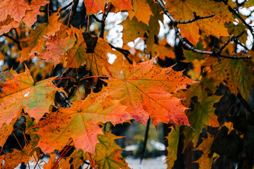 Vibrant Autumn Maple Leaves in Colorful Forest