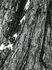 Abstract Winter Formations in Wood and Snow