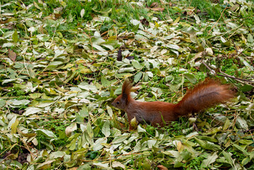 Red Squirrel Running Through Fallen Green Leaves 