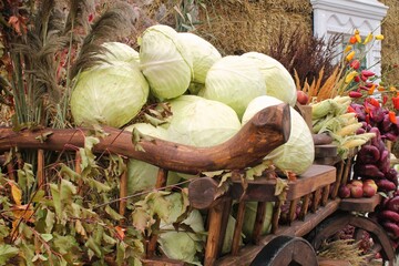 Wooden cart filled with fresh cabbage. Harvested white cabbages in rustic wooden wagon. Abundance...