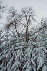 Snow-Laden Spruces Under Leafless Canopy