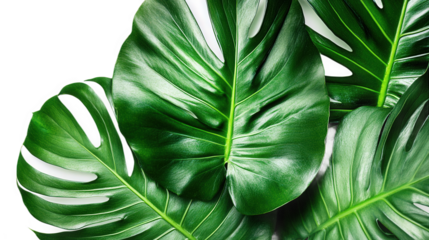 Close-up of Tropical Monstera Leaves