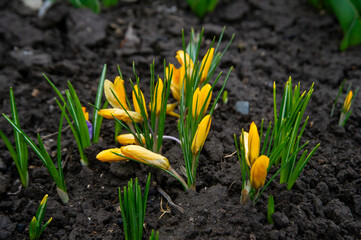 yellow crocus flowers in the garden