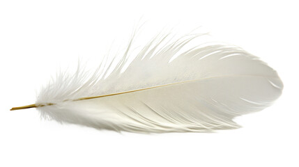Obraz premium Delicate White Feather Close-up