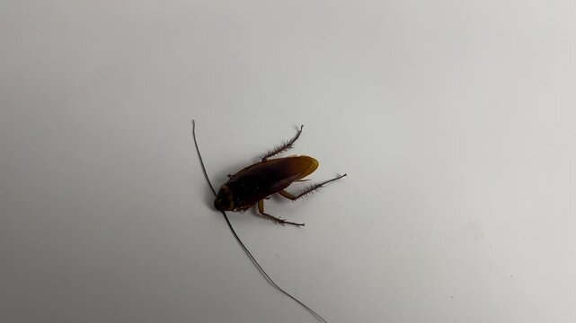 Cockroach on white background. Cockroach pest animal.