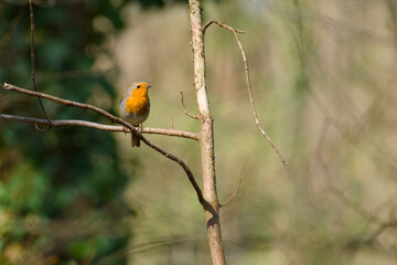 robin perching on a twig on a sunny spring day