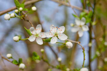 cherry plum blossom on a twig on a sunny spring day close-up