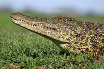 Crocodile head closeup, Botswana, Africa
