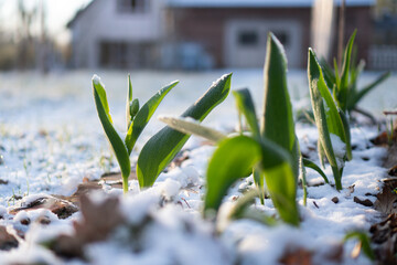 Tulip Shoots Emerging Through Snow / Concept: Early Spring Garden Awakening in Late Winter Frost