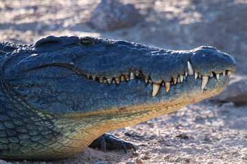 Crocodile head close up with big teeth in Africa