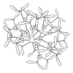 Outline parasitic shrub Mistletoe or Viscum album in black isolated on white background. 