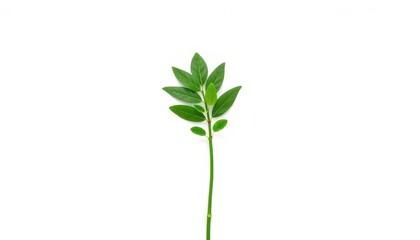 Single vibrant green plant, isolated on pure white backdrop, vibrant, stem